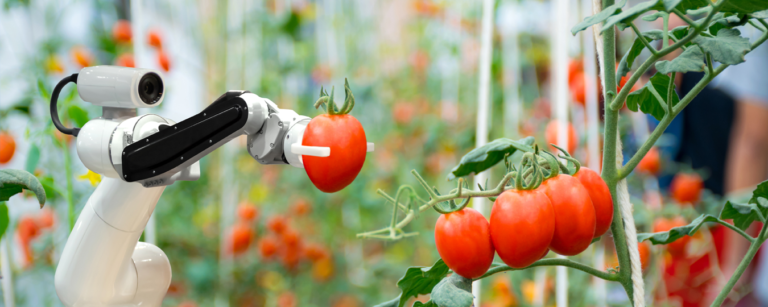Robot picking tomatoes